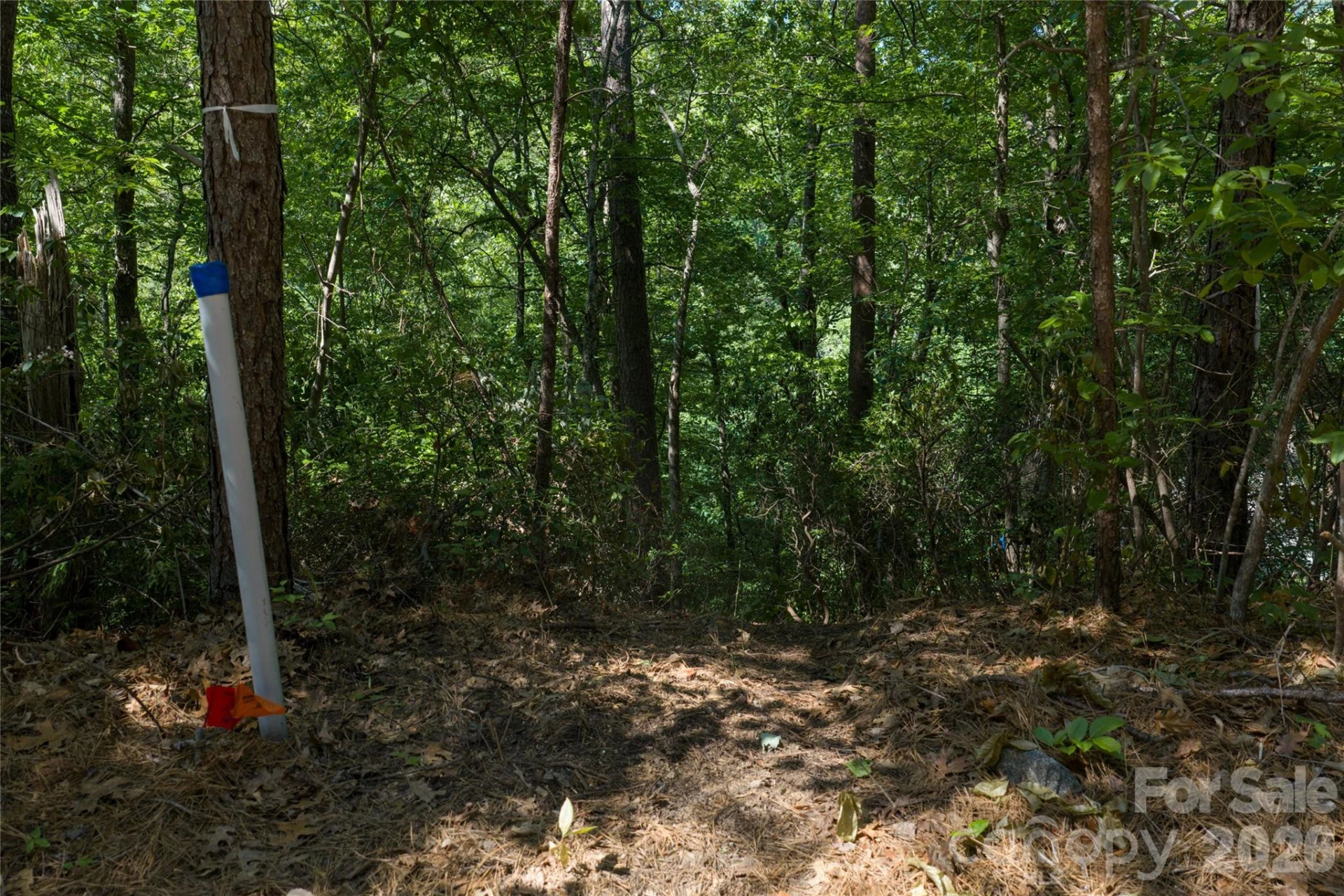 000 Dogwood Drive - Photo 3