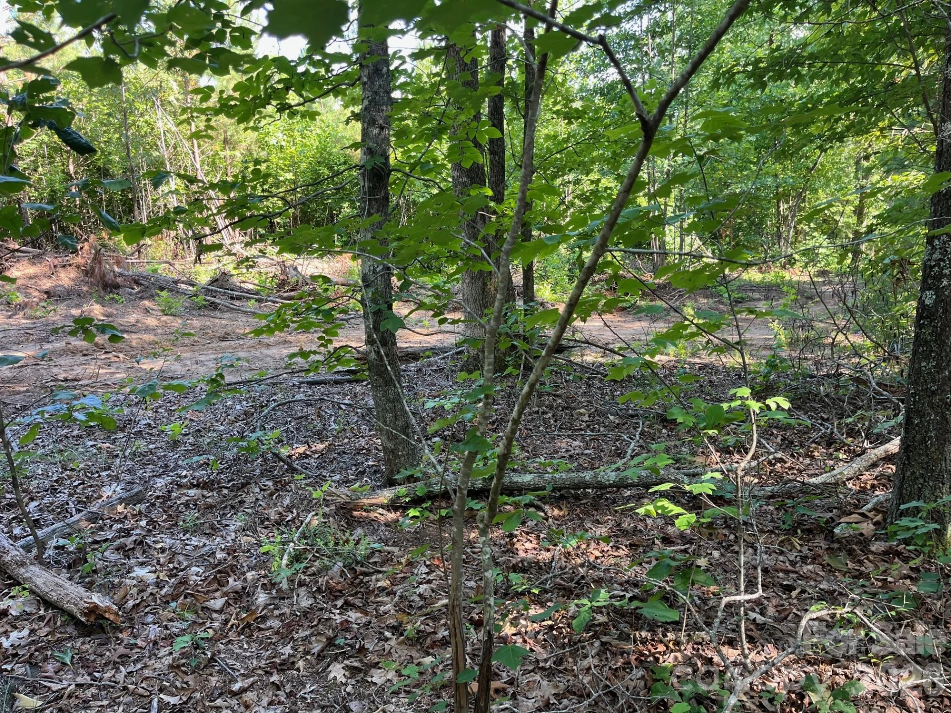 TBD Lotus Drive #19 - Photo 15