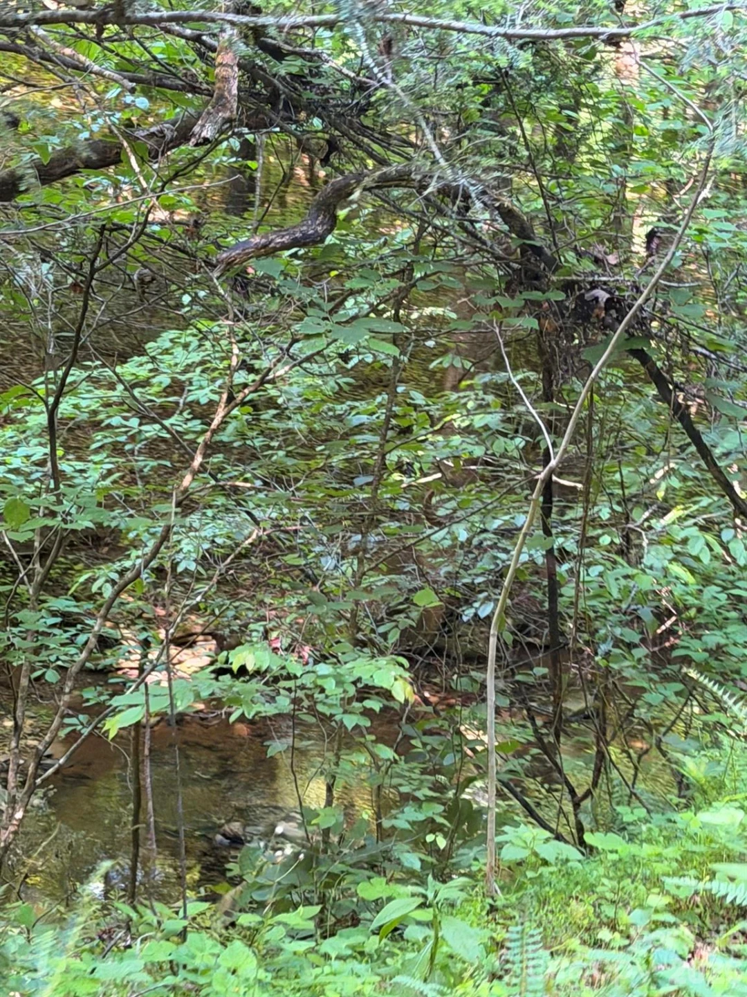 Lot 8 Parker Padgett Road - Photo 4