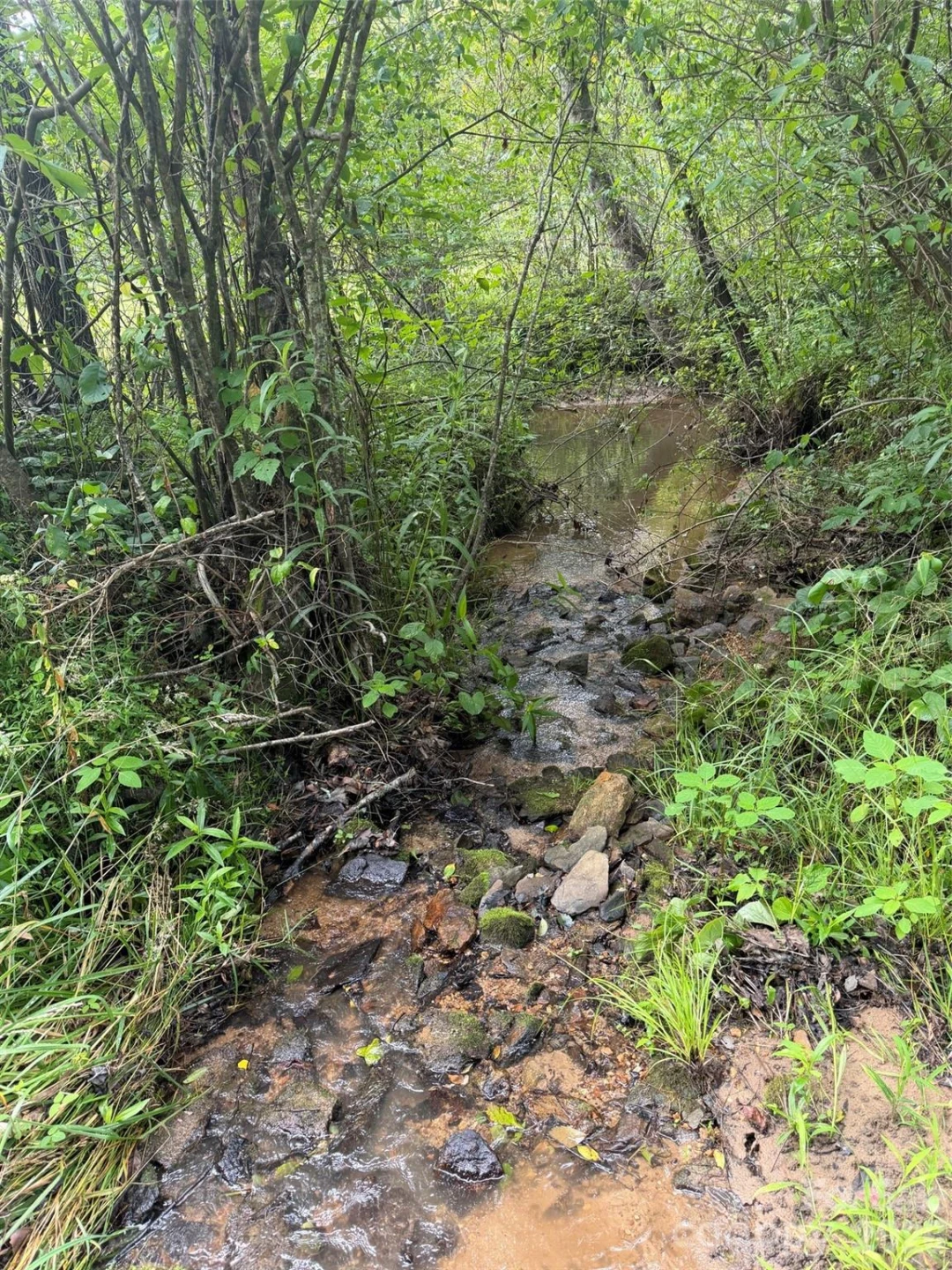 Lot 11 Parker Padgett Road - Photo 5