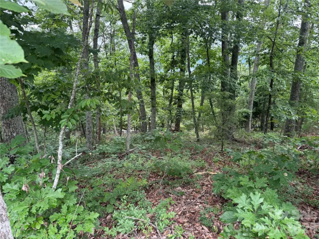0 Arbra Mountain Way