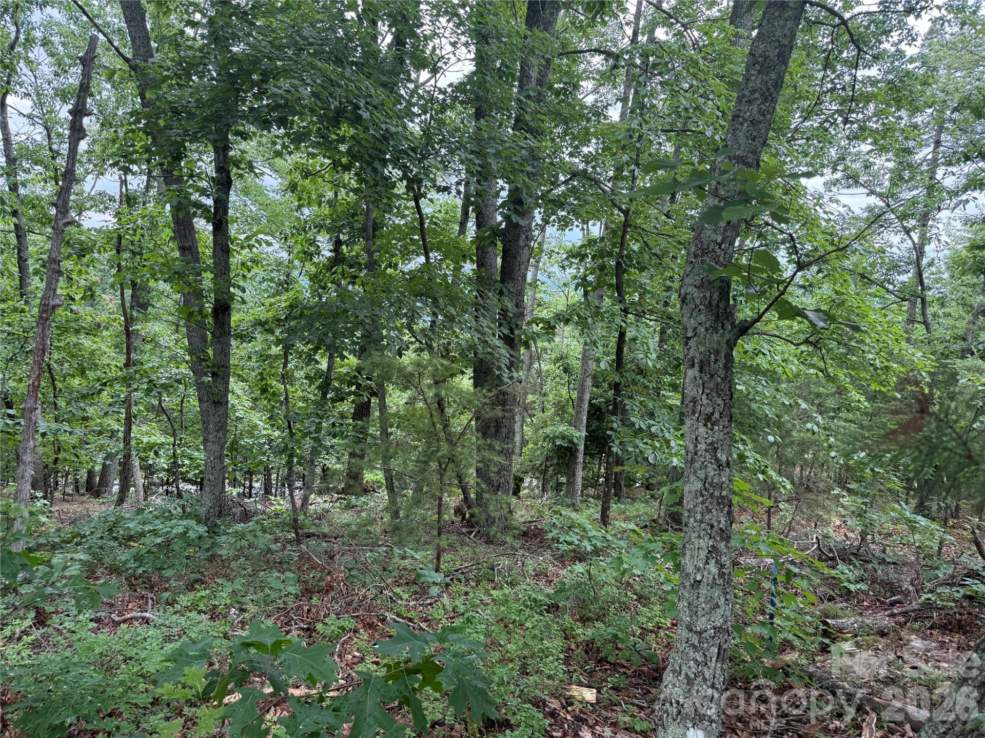 0 Arbra Mountain Way #54 - Photo 3
