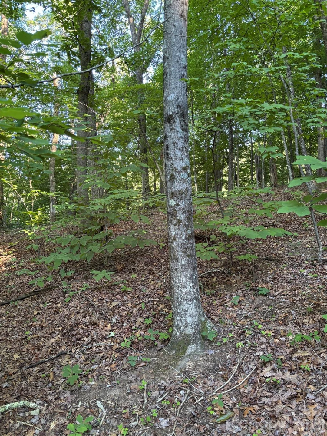 0 Lower Collier Cobb Drive - Photo 13