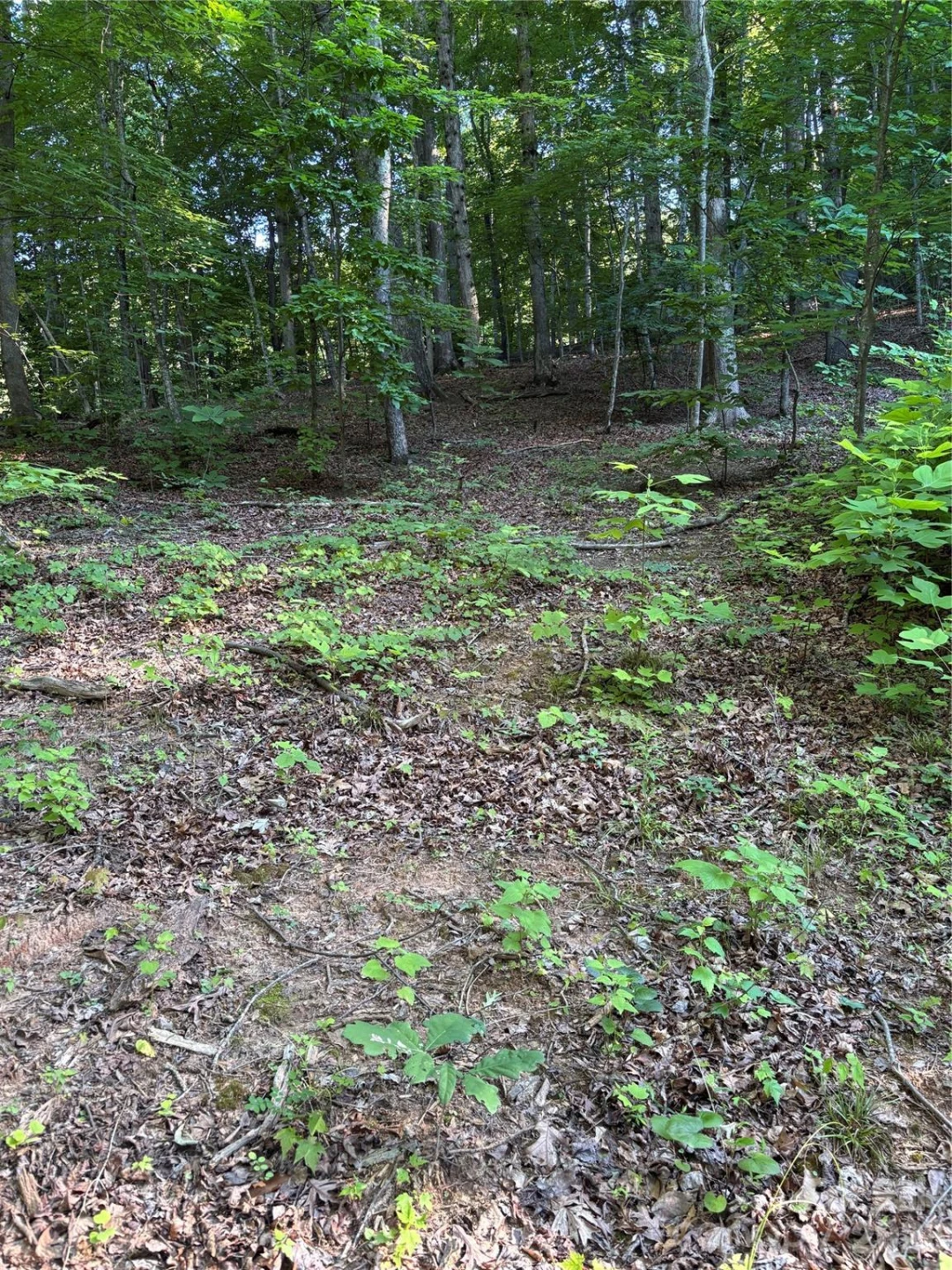 0 Lower Collier Cobb Drive - Photo 14
