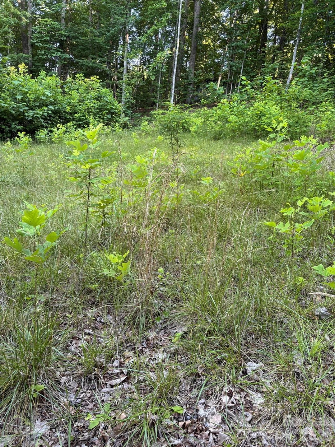 0 Lower Collier Cobb Drive - Photo 7