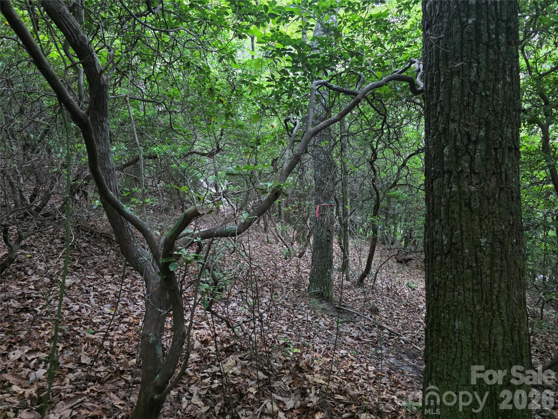 99999 Red Oak Forest Road #1418 - Photo 6