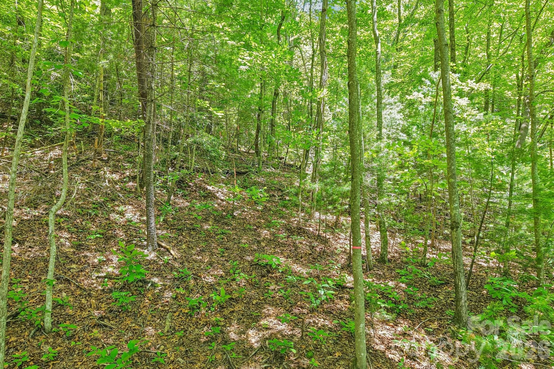 11 Magnolia Branch Drive - Photo 9
