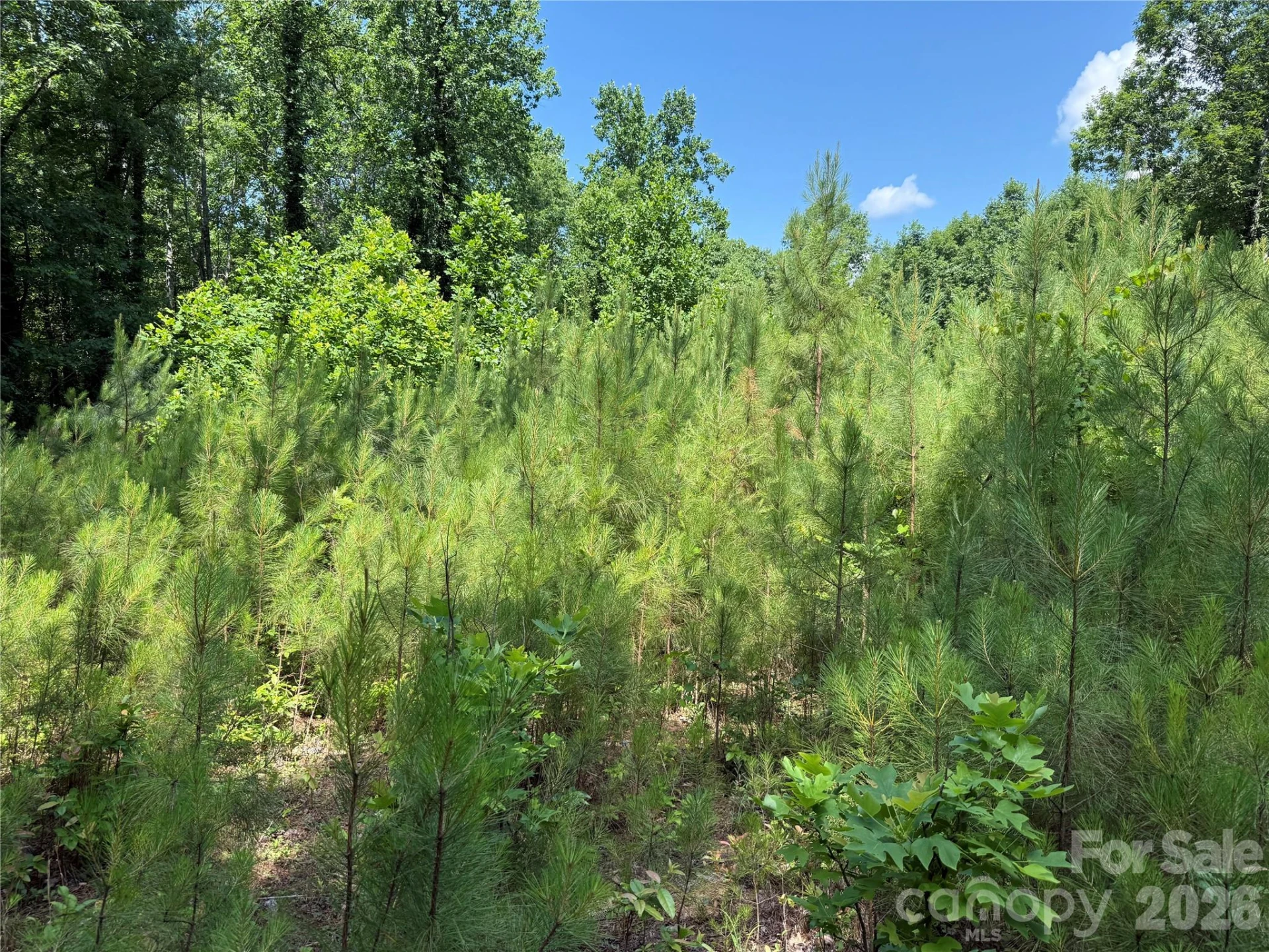 206 Corry Lane - Photo 12