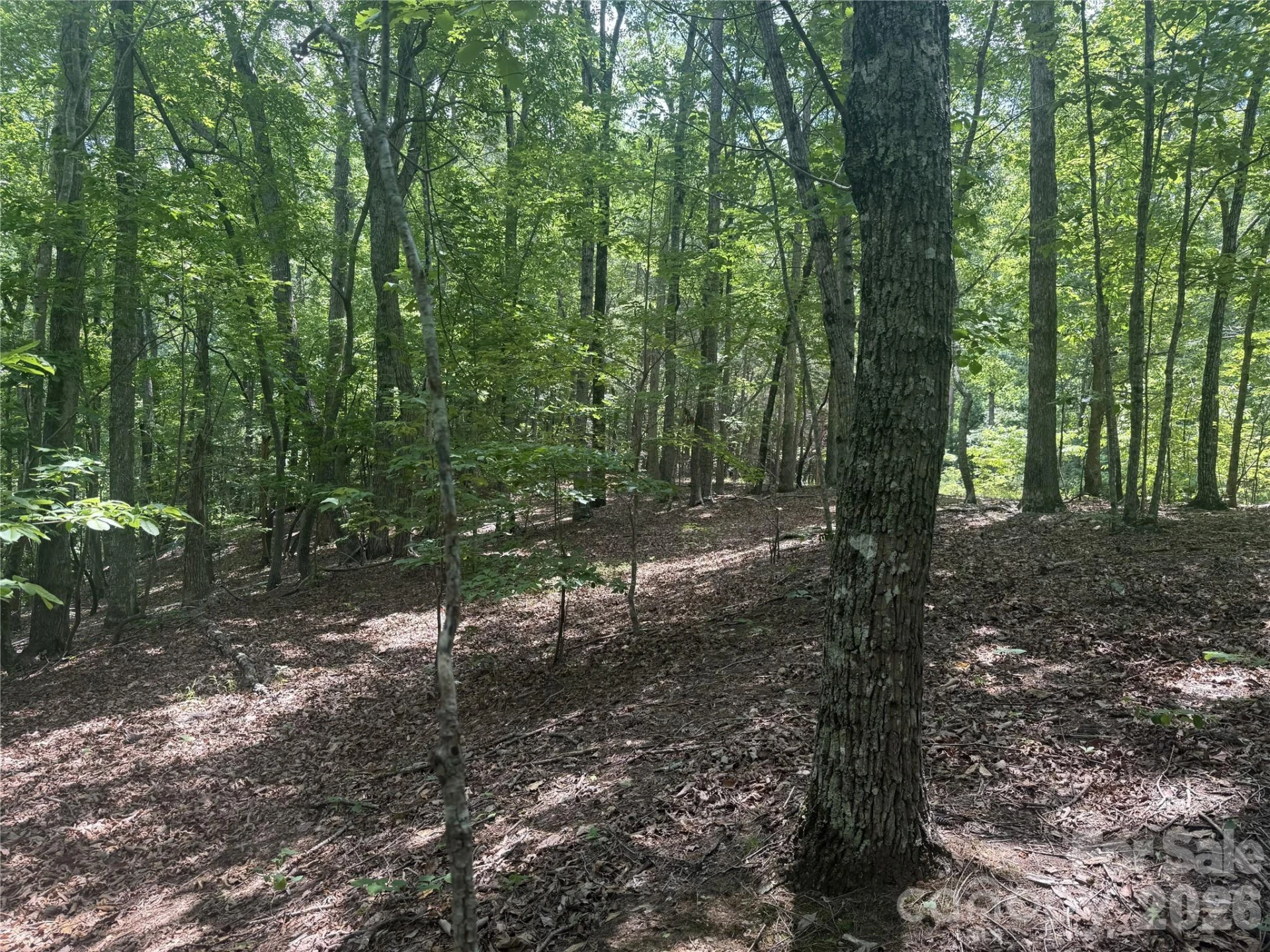 316 318 Cane Creek Mountain Road - Photo 5