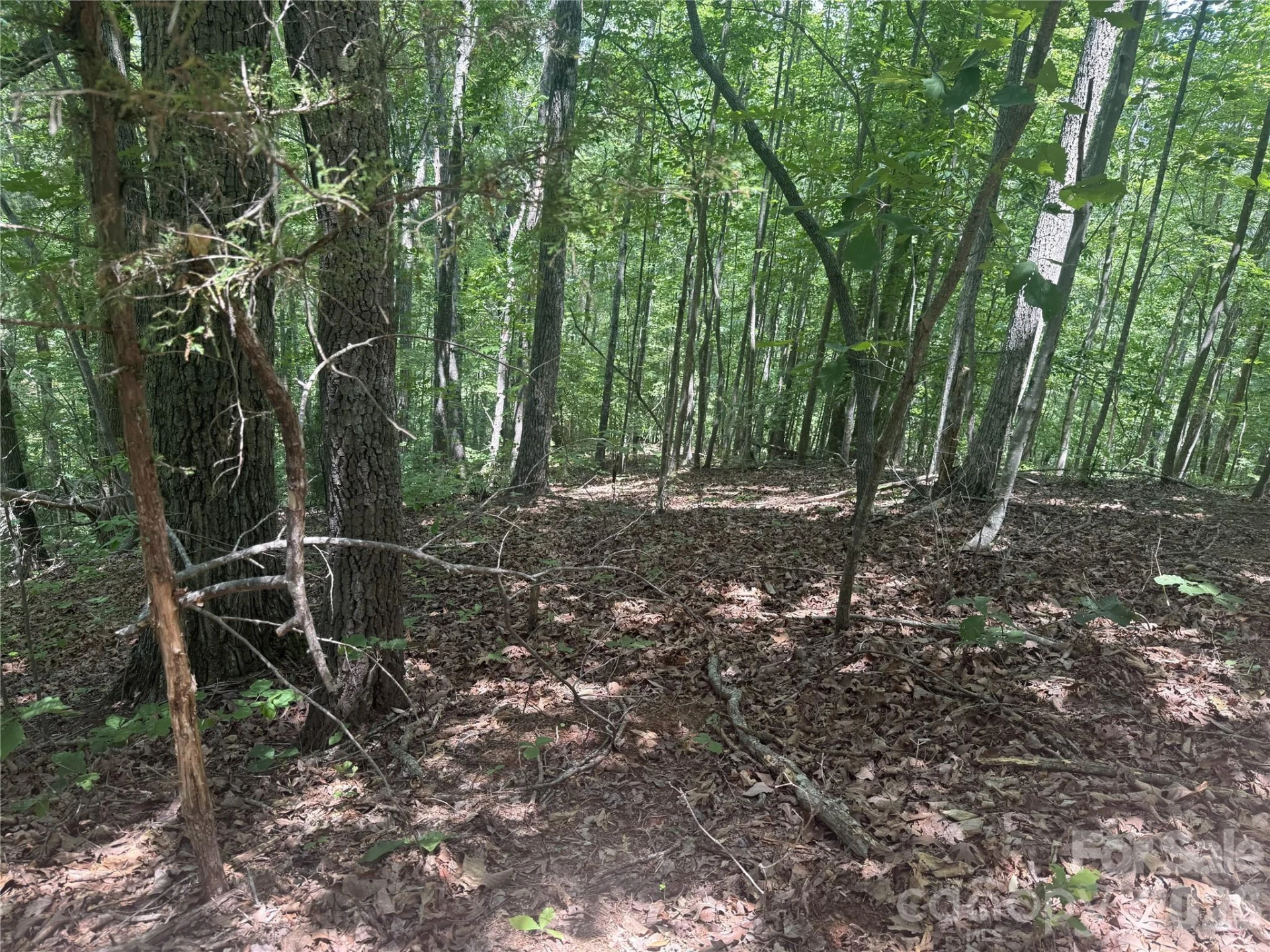 316 318 Cane Creek Mountain Road - Photo 6