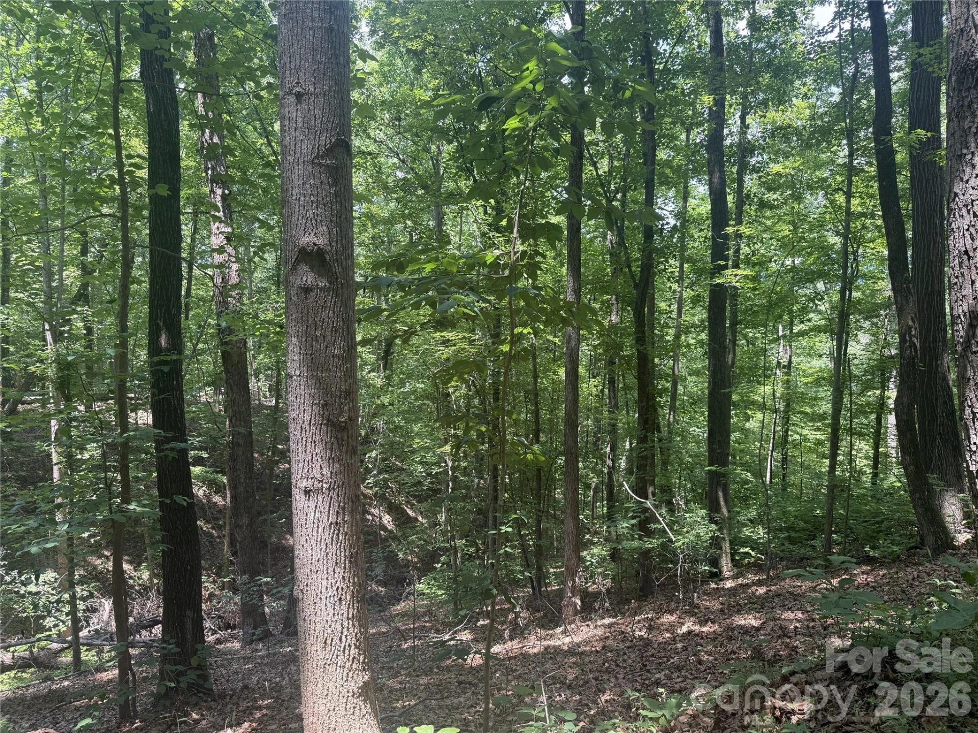 316 318 Cane Creek Mountain Road - Photo 8