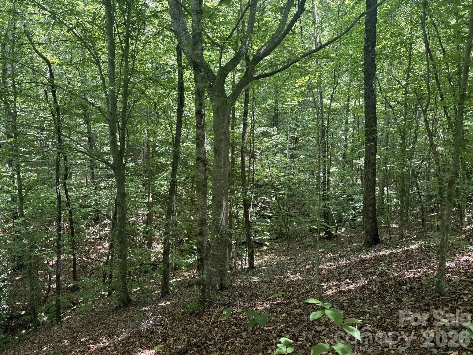 316 318 Cane Creek Mountain Road - Photo 10