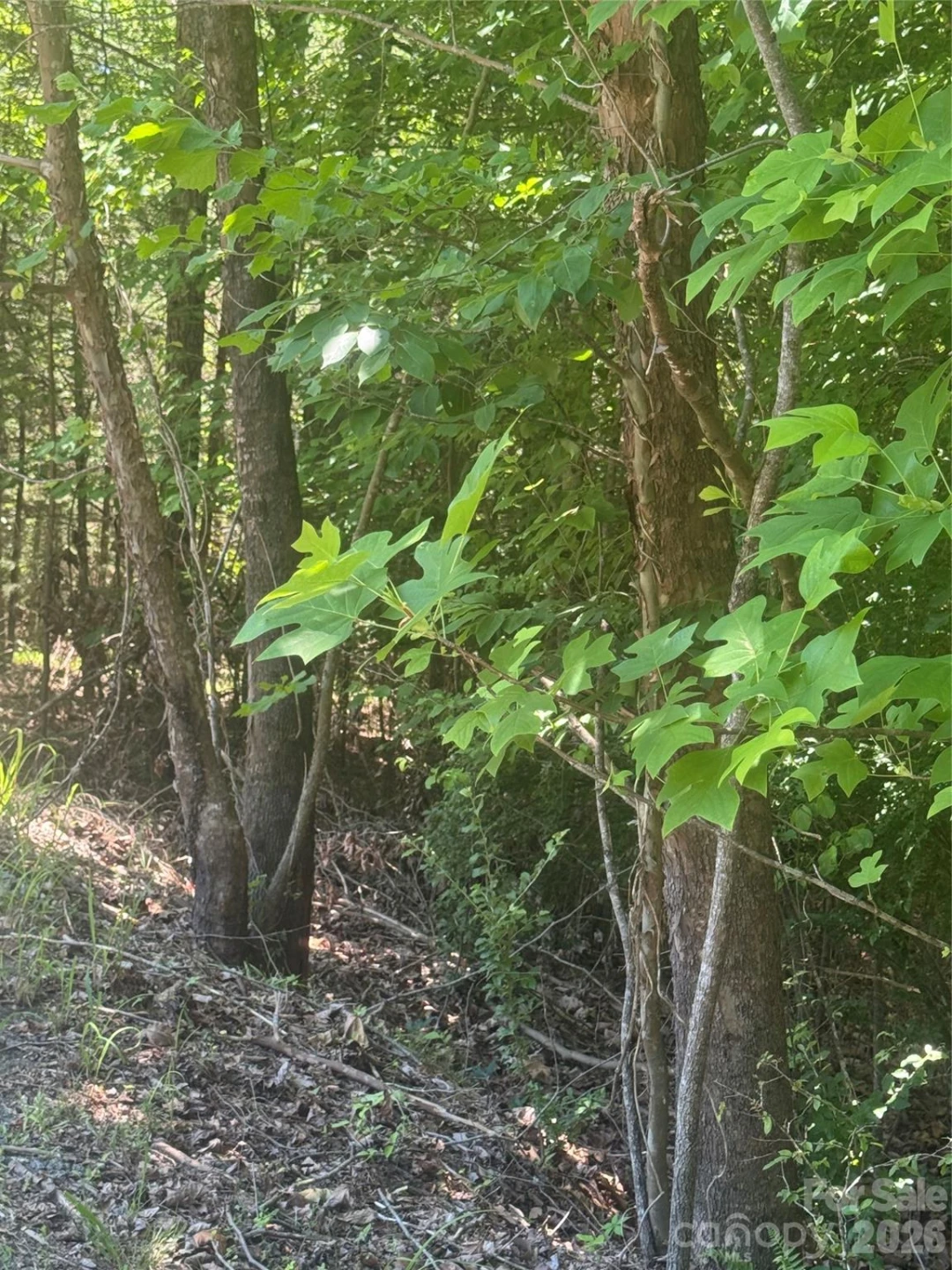 00 Desota Ridge - Photo 8
