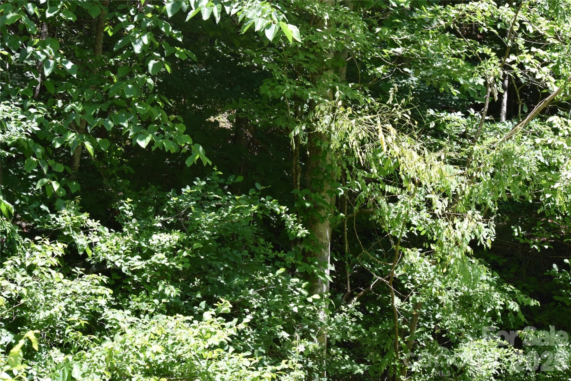 TBD Wooded Mountain Trail #Tract 1 - Photo 11