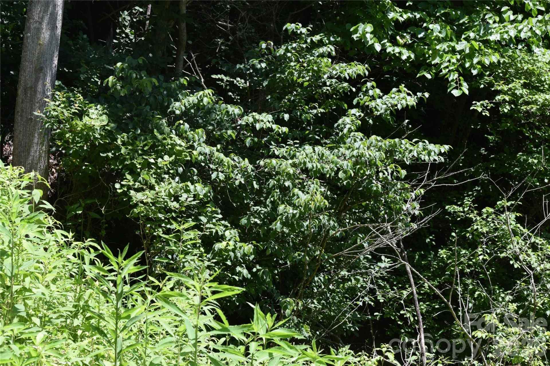 TBD Wooded Mountain Trail #Tract 1 - Photo 9