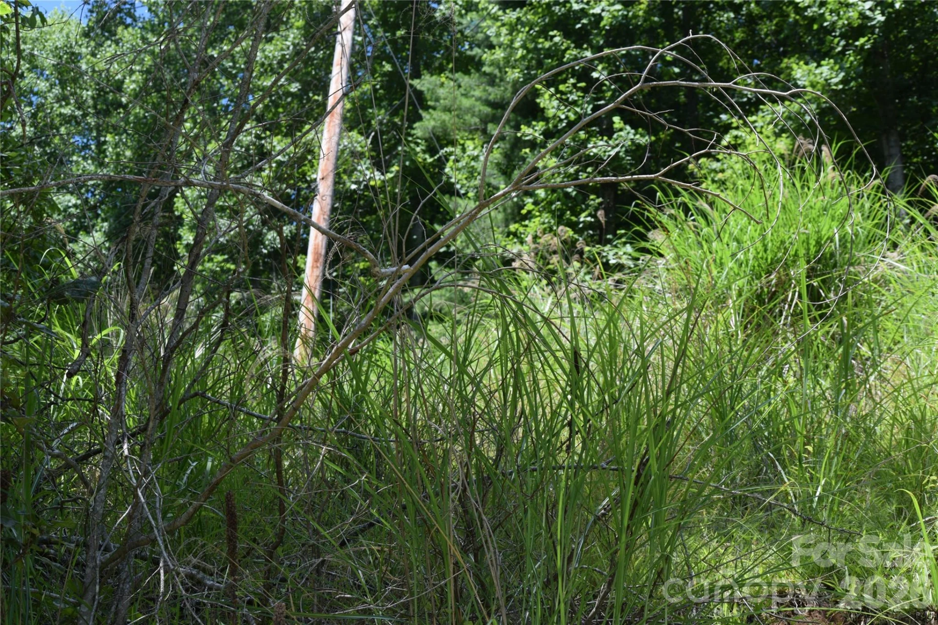 TBD Wooded Mountain Trail #Tract 2 - Photo 12