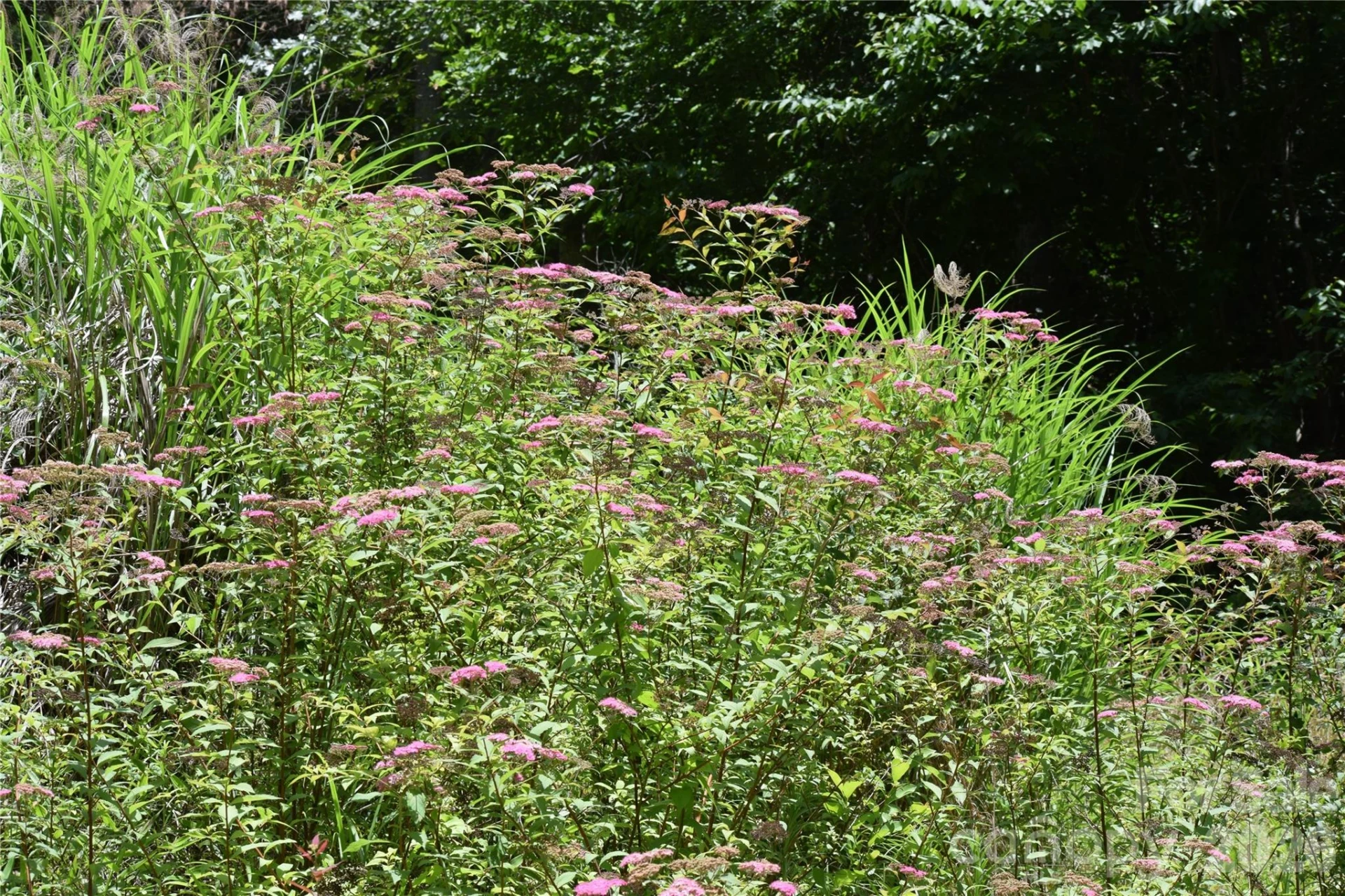TBD Wooded Mountain Trail #Tract 2 - Photo 13