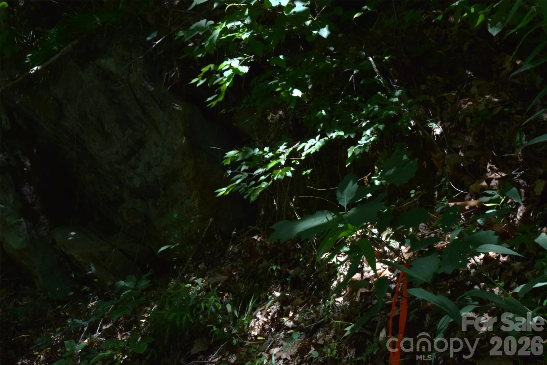 TBD Wooded Mountain Trail #Tract 2 - Photo 14