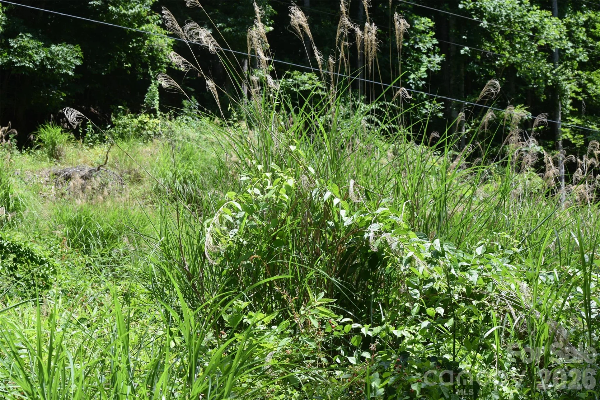 TBD Wooded Mountain Trail #Tract 2 - Photo 7