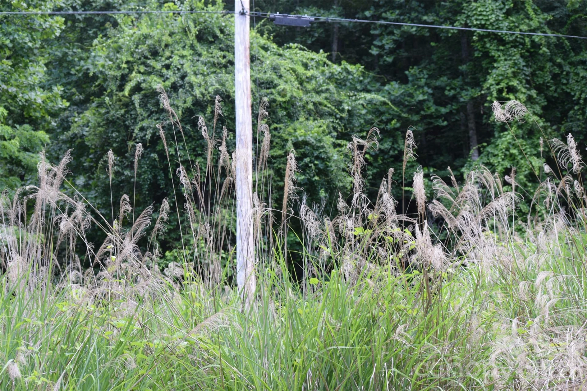 TBD Wooded Mountain Trail #Tracts 1 & 2 - Photo 12