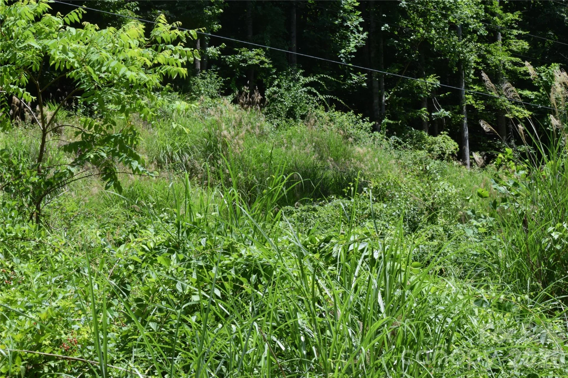 TBD Wooded Mountain Trail #Tracts 1 & 2 - Photo 13