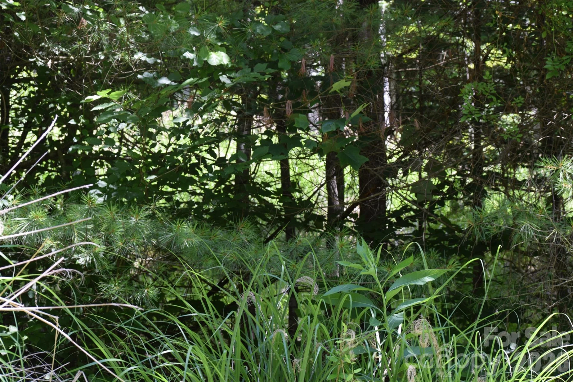 TBD Wooded Mountain Trail #Tracts 1 & 2 - Photo 15
