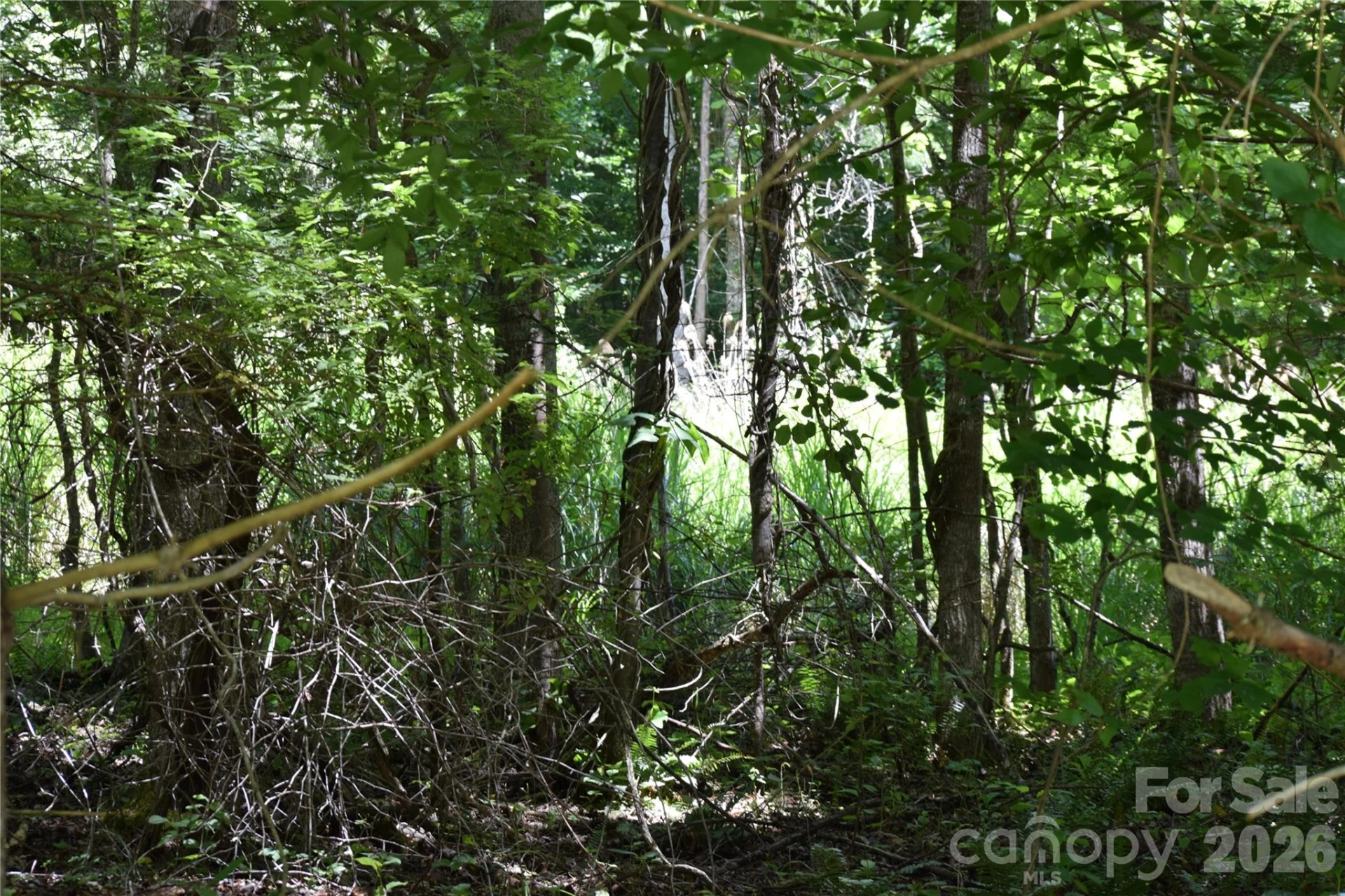 TBD Wooded Mountain Trail #Tracts 1 & 2 - Photo 17