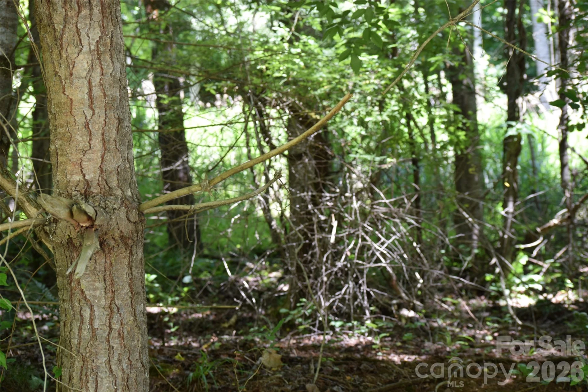 TBD Wooded Mountain Trail #Tracts 1 & 2 - Photo 18