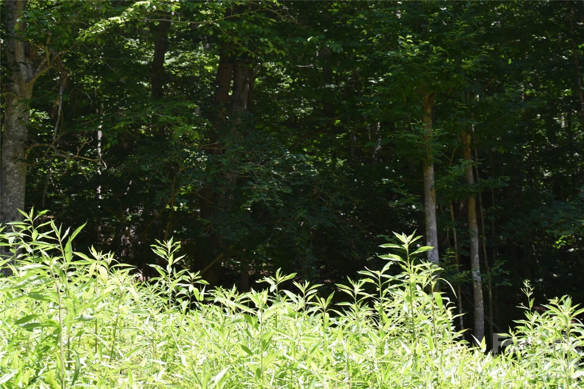 TBD Wooded Mountain Trail #Tracts 1 & 2 - Photo 25
