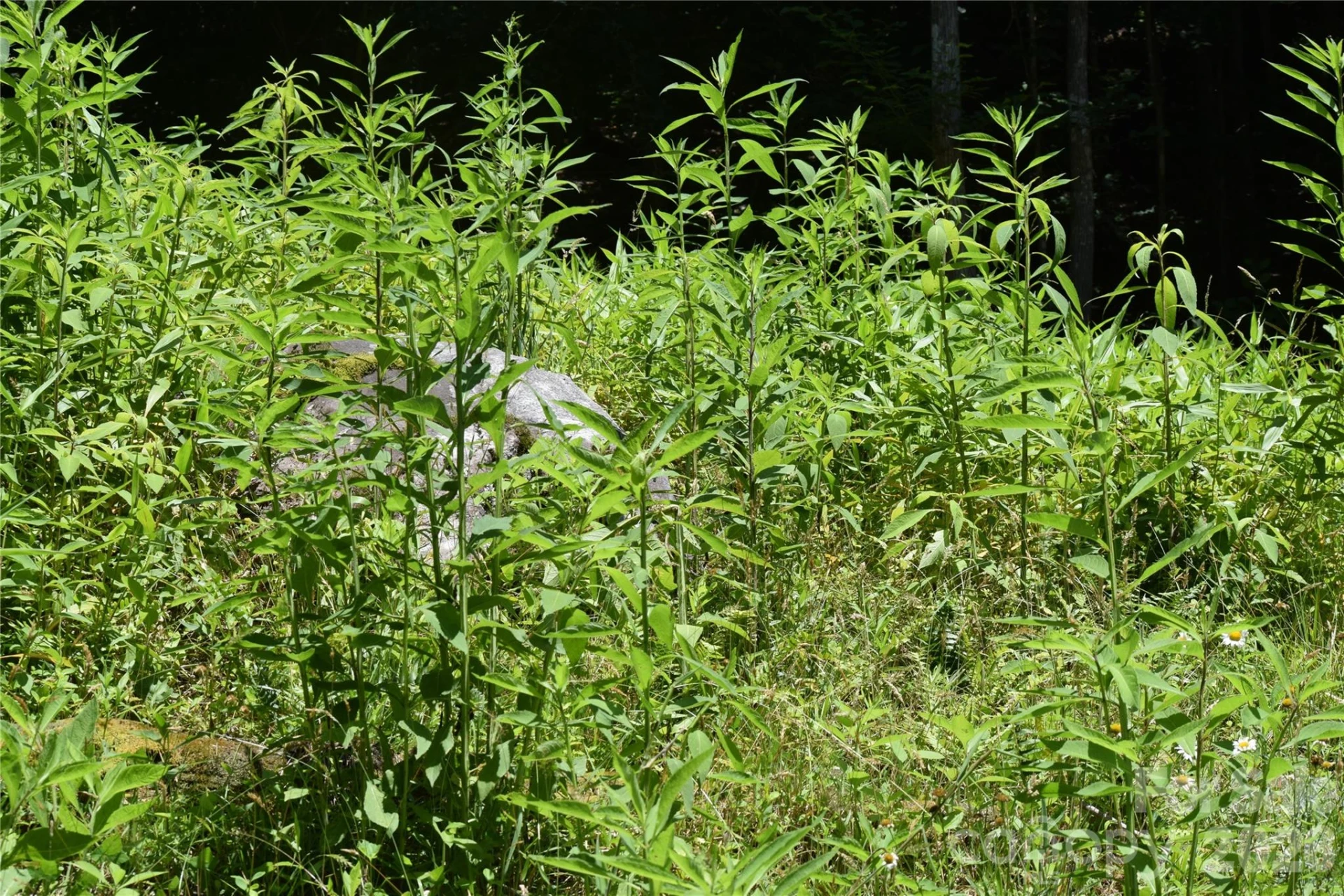 TBD Wooded Mountain Trail #Tracts 1 & 2 - Photo 26