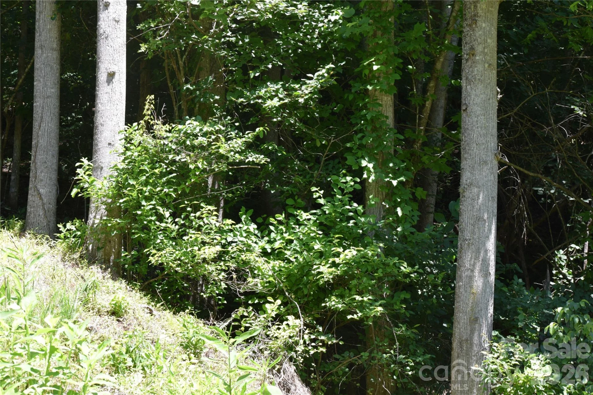 TBD Wooded Mountain Trail #Tracts 1 & 2 - Photo 28