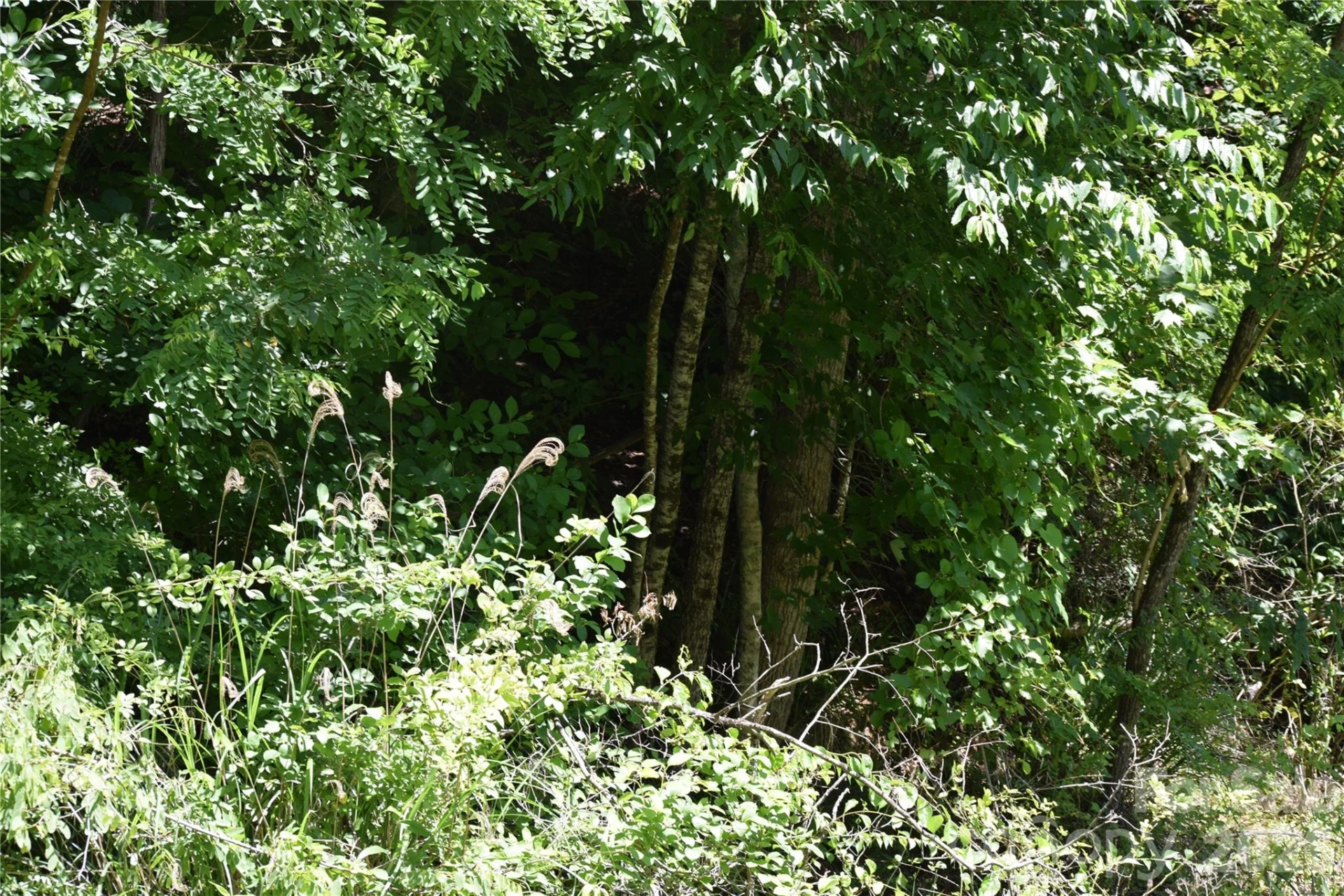TBD Wooded Mountain Trail #Tracts 1 & 2 - Photo 30