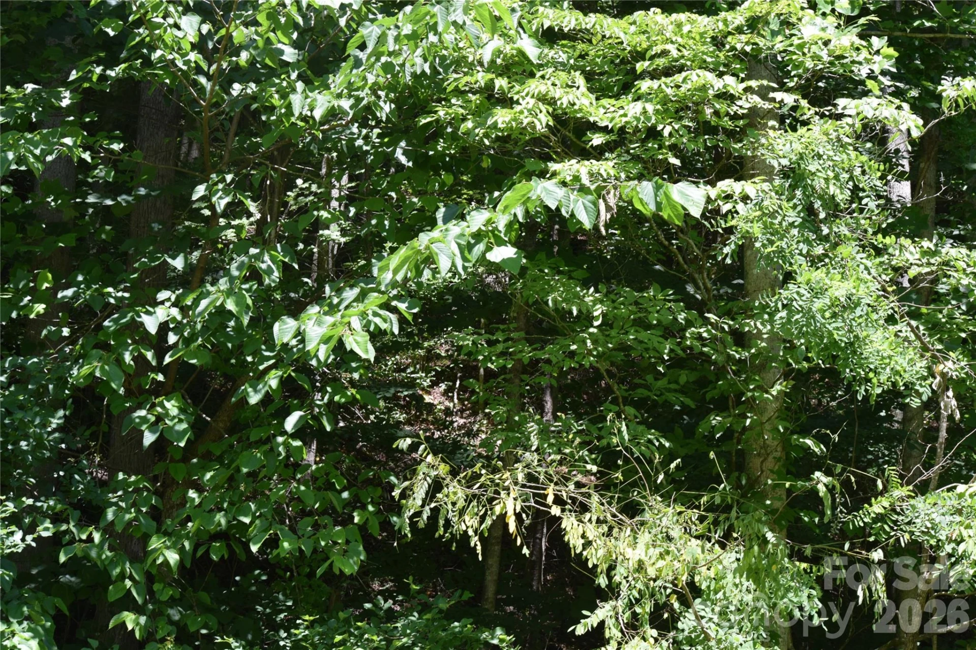 TBD Wooded Mountain Trail #Tracts 1 & 2 - Photo 7