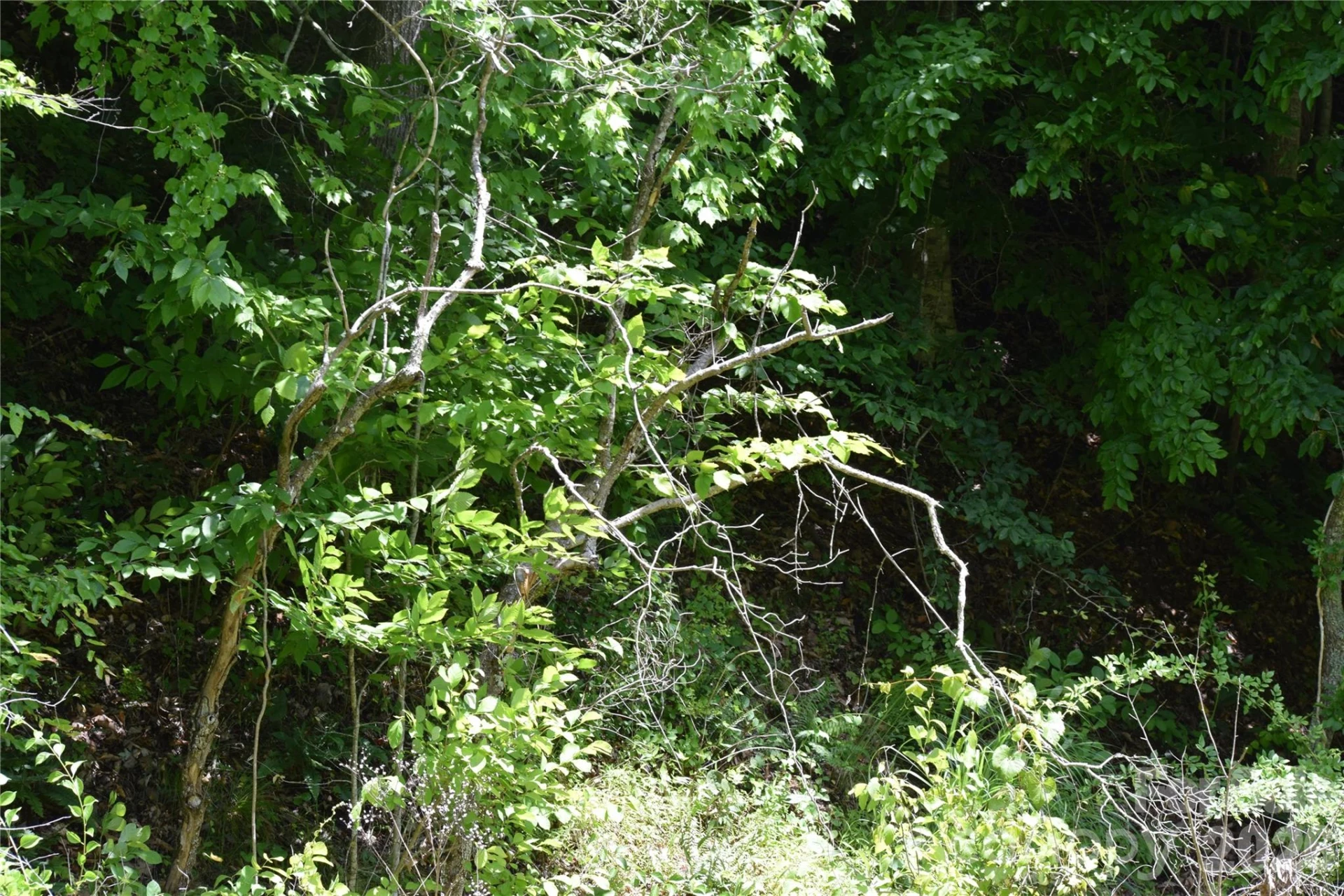 TBD Wooded Mountain Trail #Tracts 1 & 2 - Photo 8