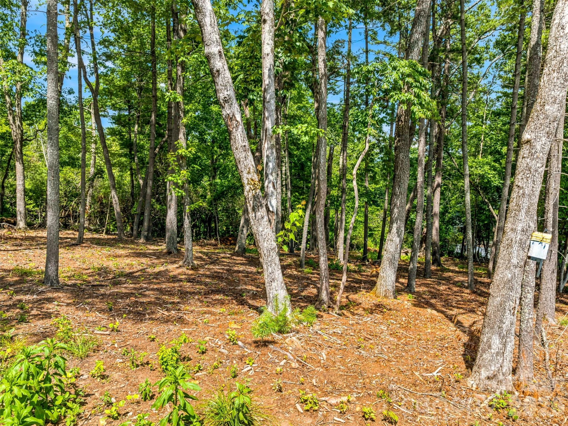 85 Powder Creek Trail - Photo 8