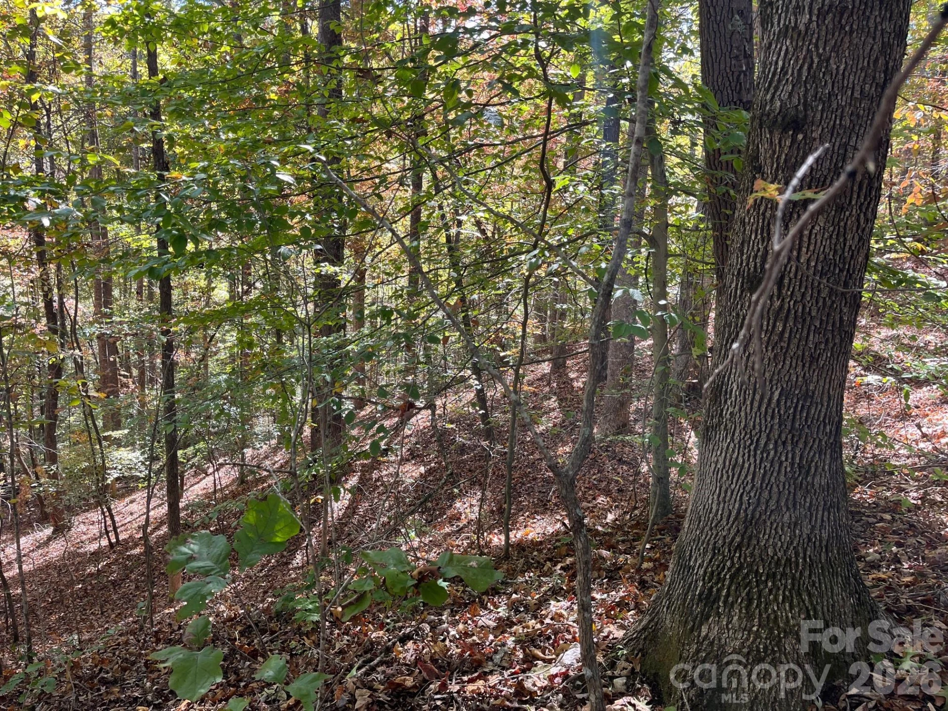 V/L Heartwood Drive - Photo 14