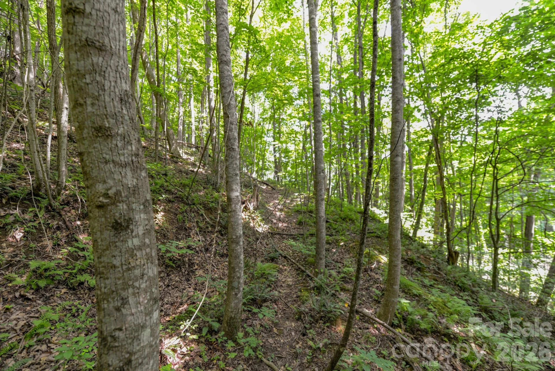 ### Board Tree Road #2 - Photo 11