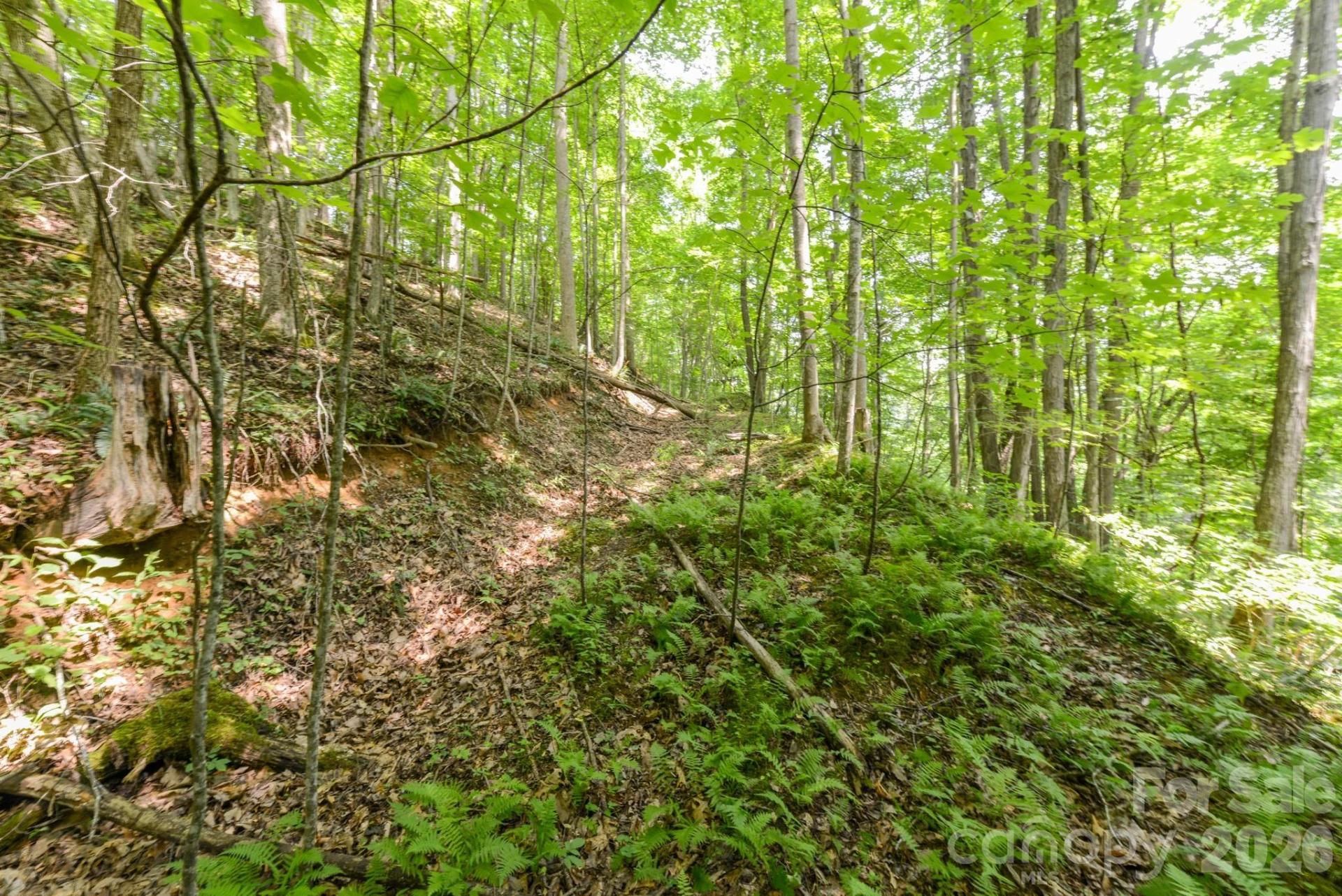 ### Board Tree Road #2 - Photo 12