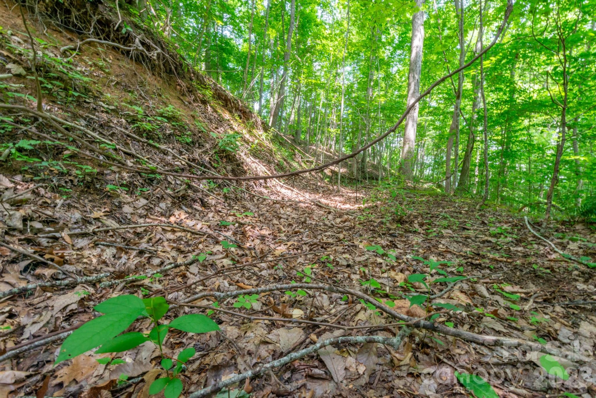 ### Board Tree Road #2 - Photo 13