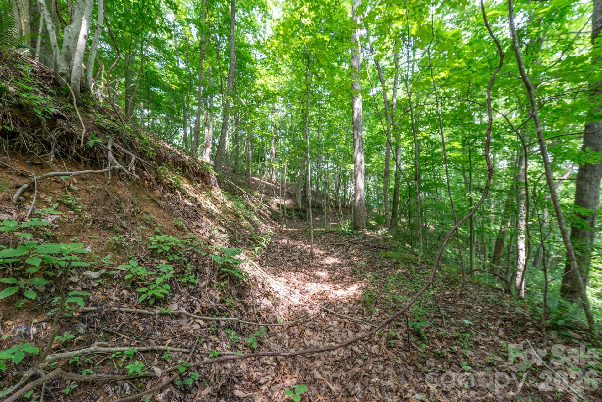 ### Board Tree Road #2 - Photo 14