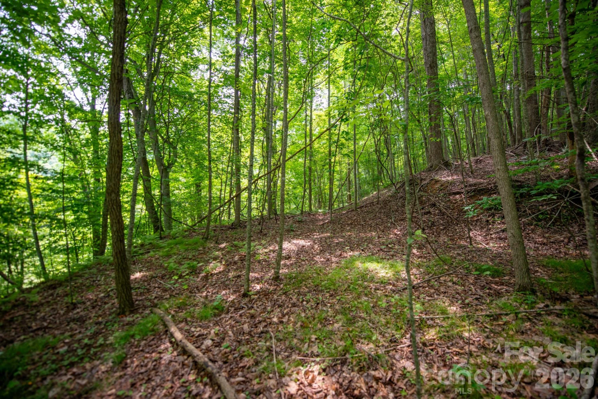 ### Board Tree Road #2 - Photo 15