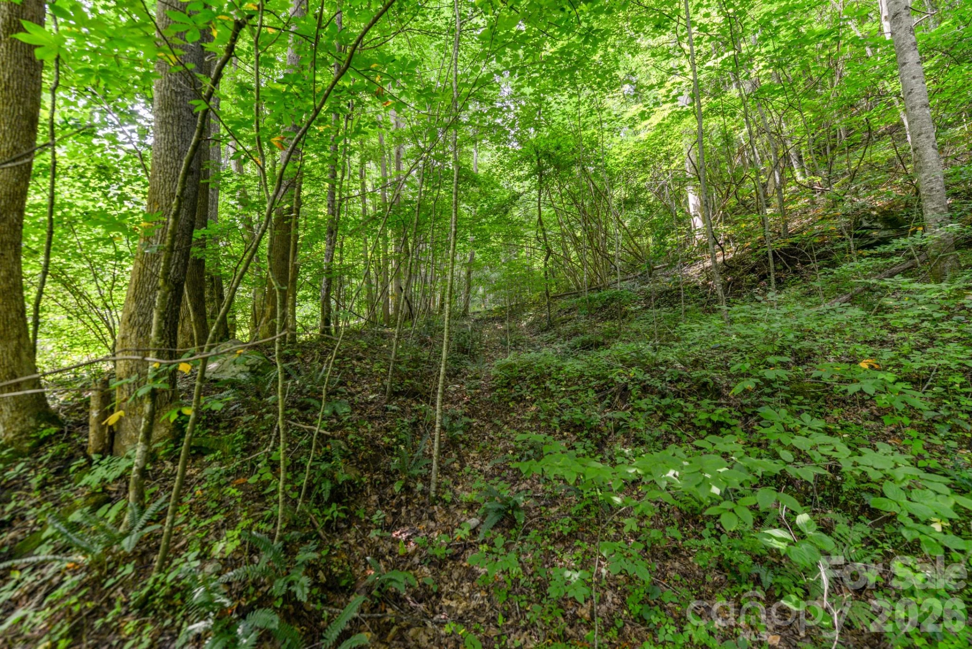 ### Board Tree Road #2 - Photo 5