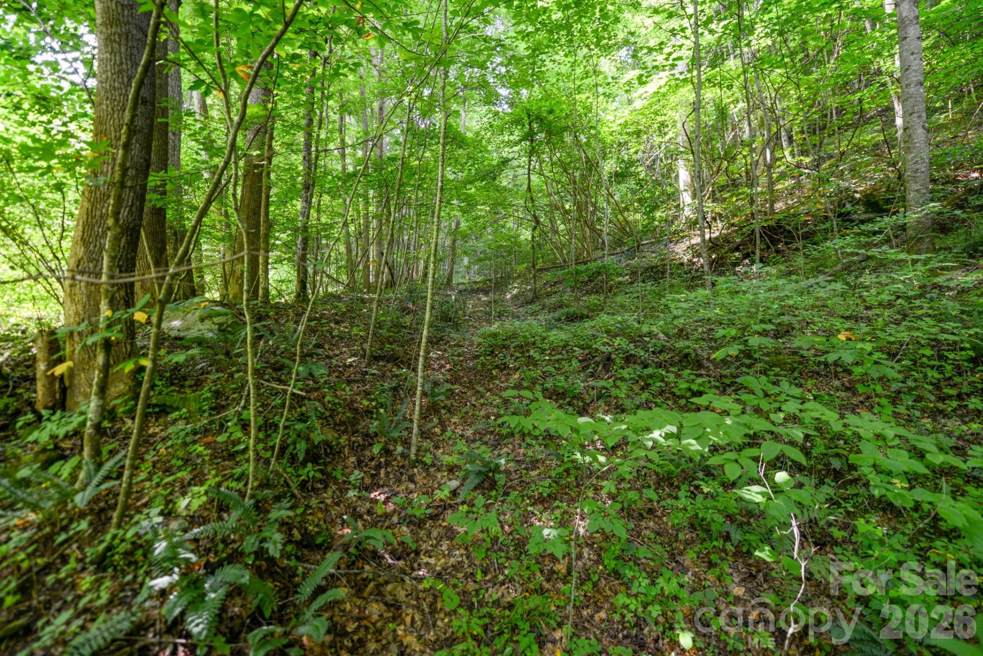 ### Board Tree Road #2 - Photo 6