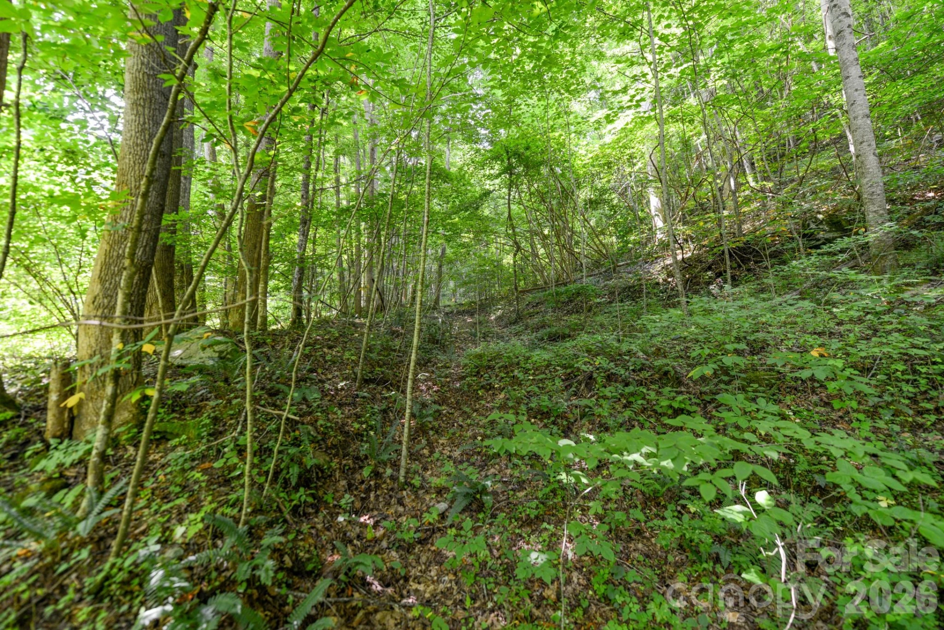 ### Board Tree Road #2 - Photo 7