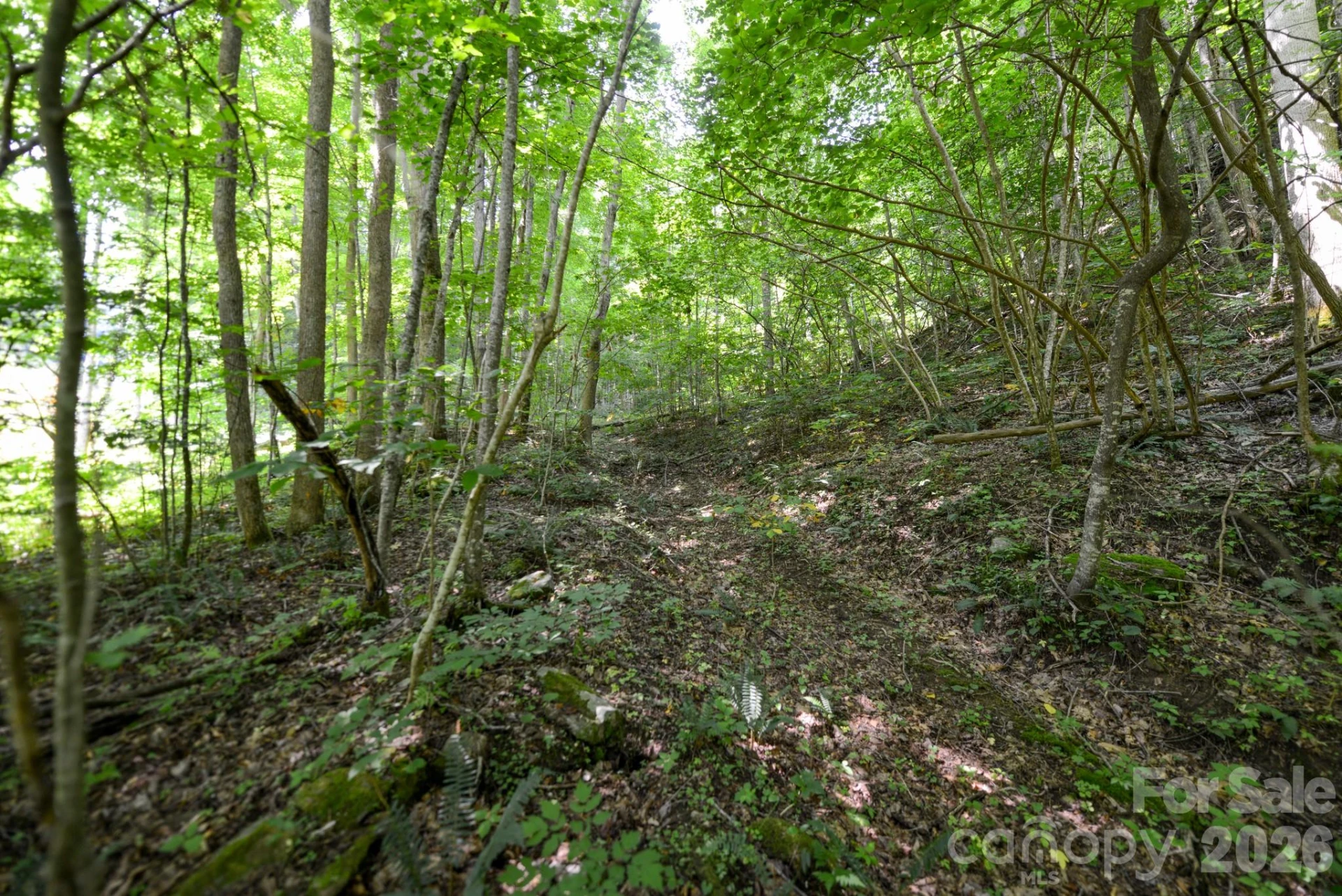 ### Board Tree Road #2 - Photo 8