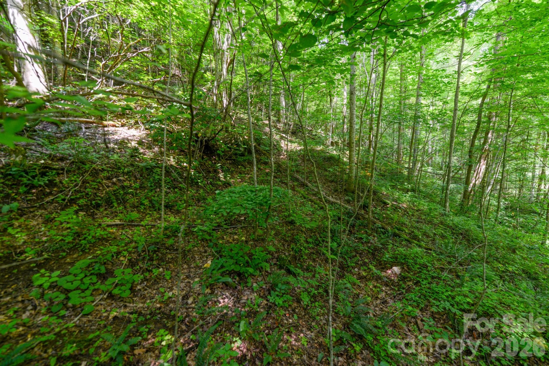 ### Board Tree Road #2 - Photo 9