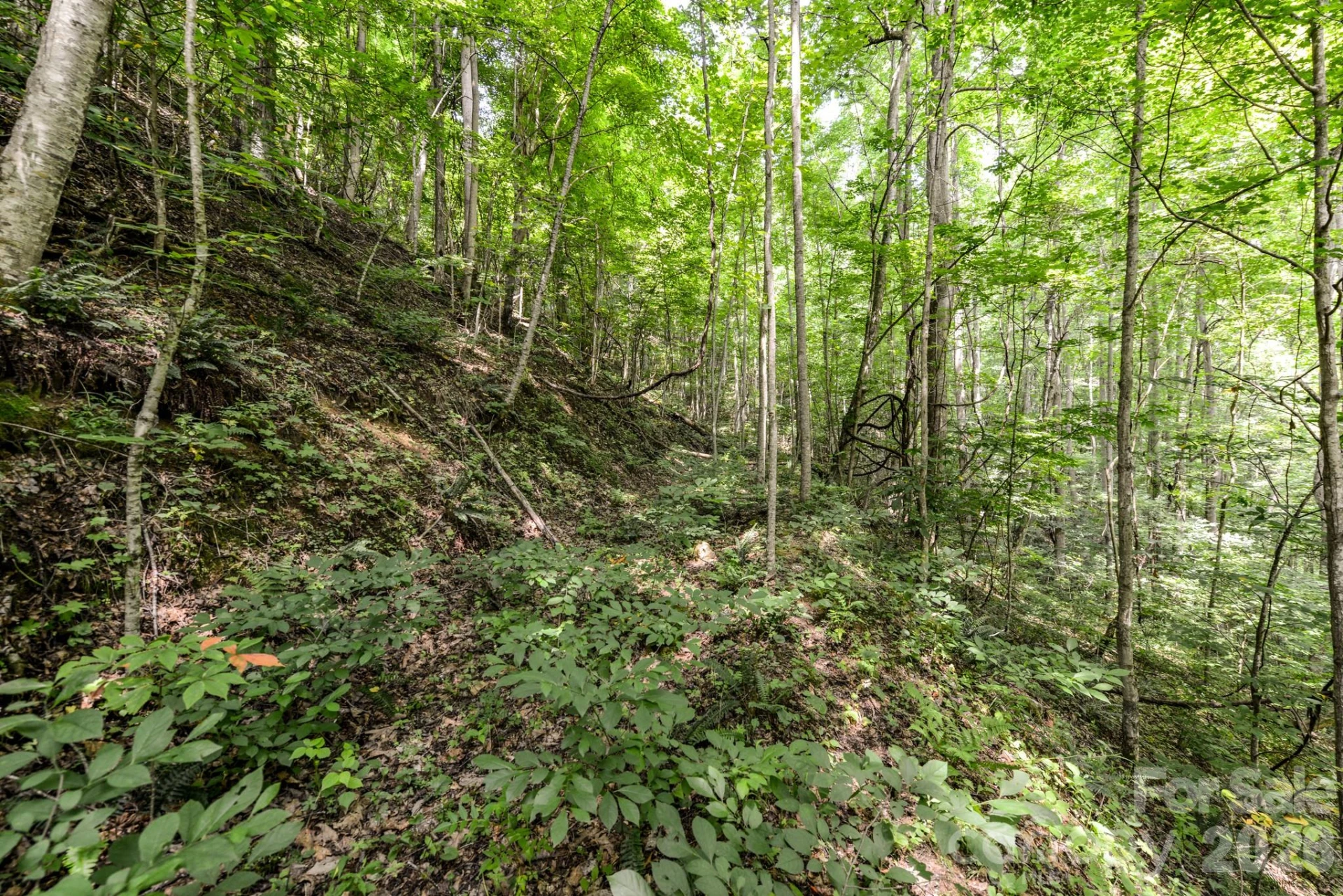 ### Board Tree Road #2 - Photo 10