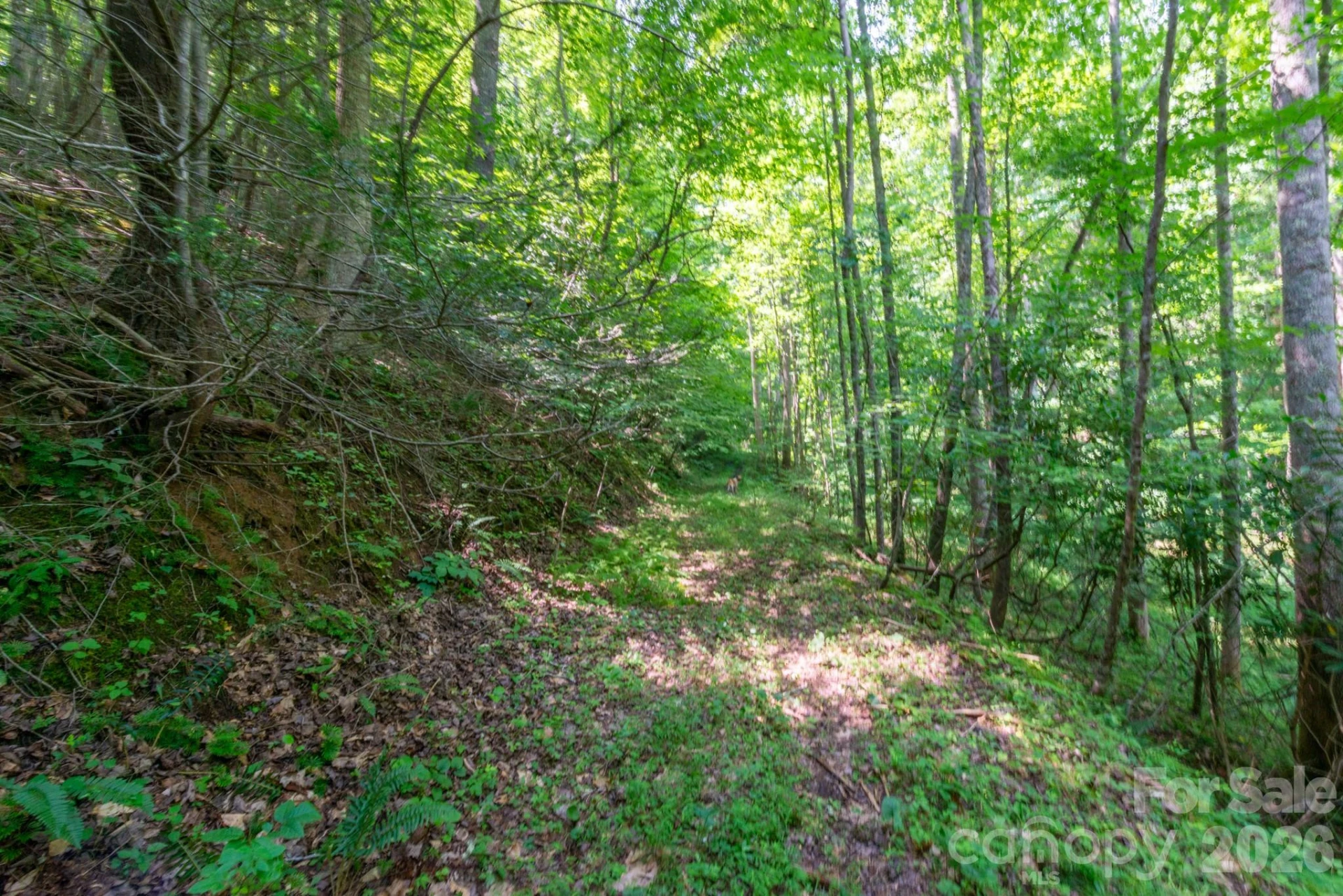 ### Board Tree Road #3 - Photo 5
