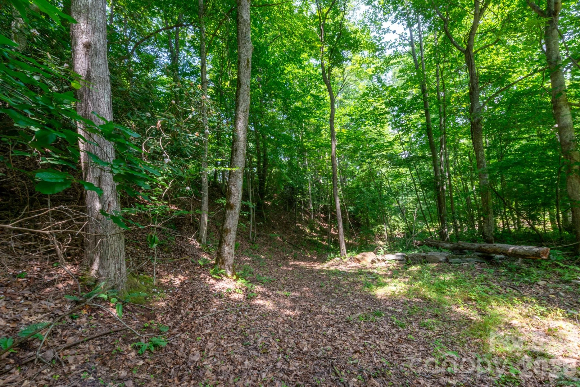 ### Board Tree Road #4 - Photo 11