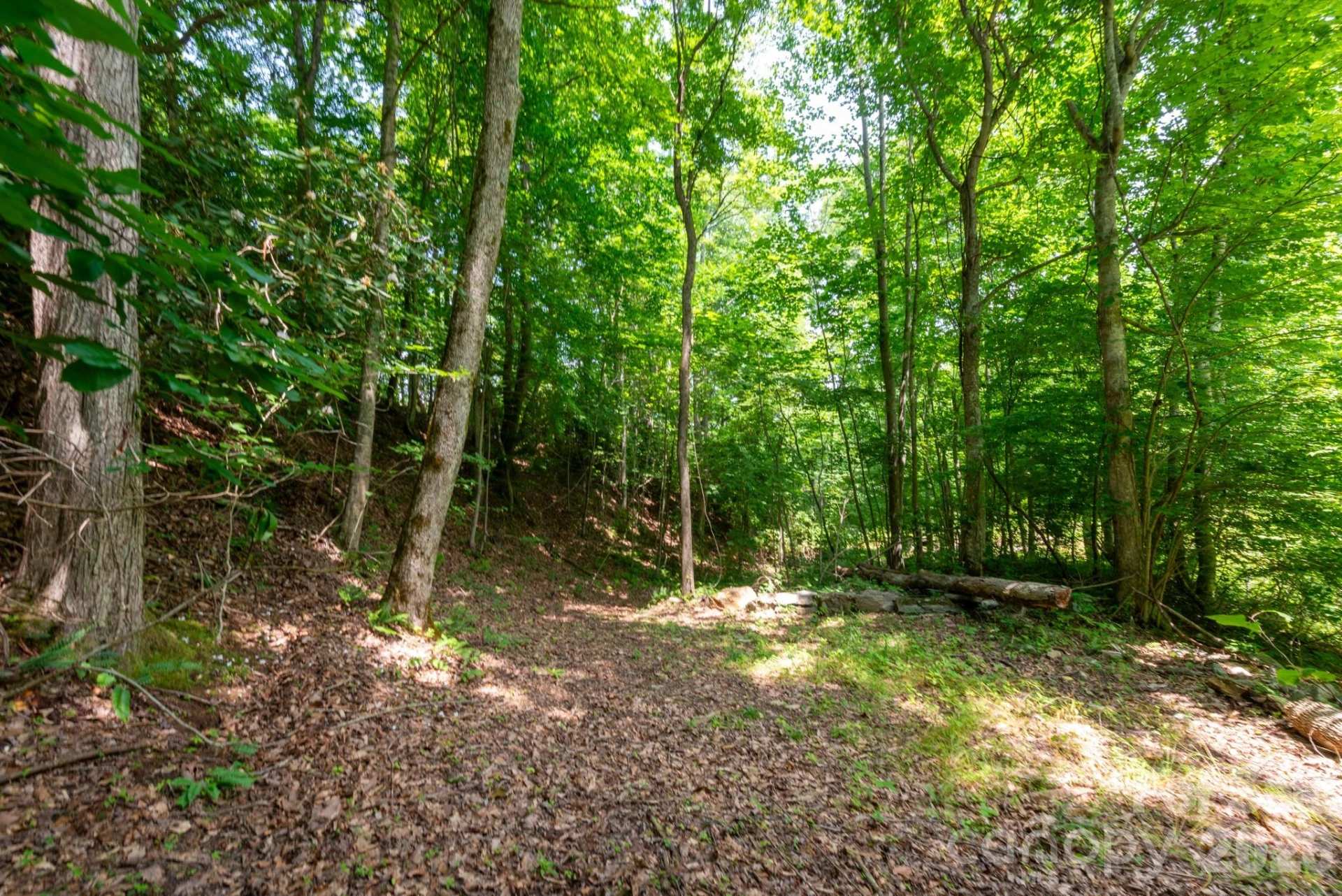 ### Board Tree Road #4 - Photo 12